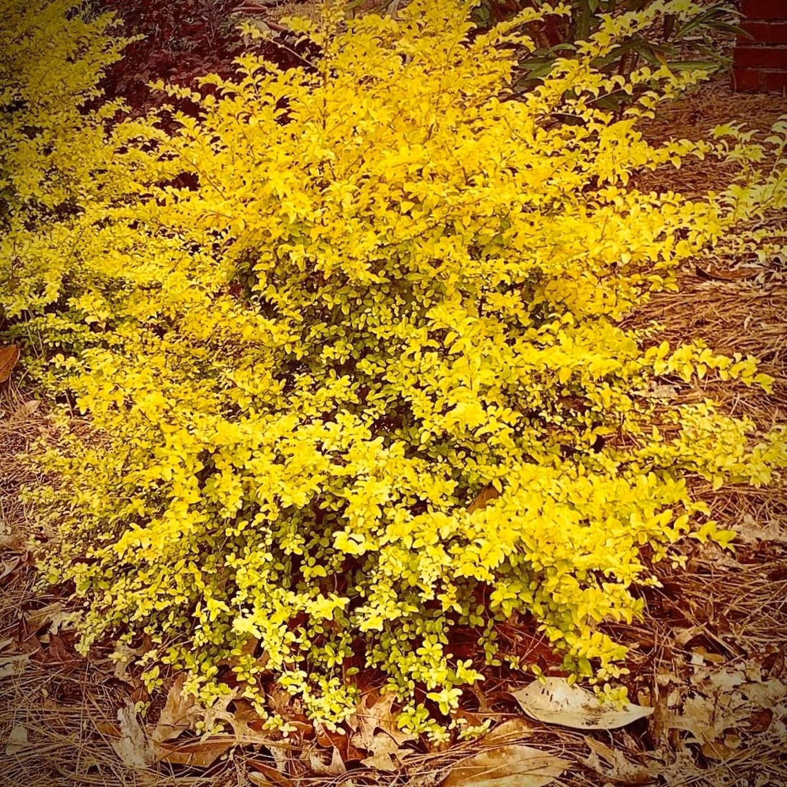 Cây bụi ánh dương rất cứng cáp, kháng bệnh tốt, chịu được hạn hán, nhiệt độ cao, ô nhiễm và thậm chí cả hươu nai. Một khi đã phát triển, gần như không cần chăm sóc.