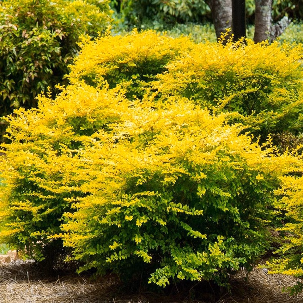 Điểm đặc biệt là màu lá thay đổi theo mùa. Chồi non xanh nhạt, sau đó chuyển sang vàng đậm, và khi trời mát, còn ánh thêm sắc cam nhẹ vô cùng cuốn hút.