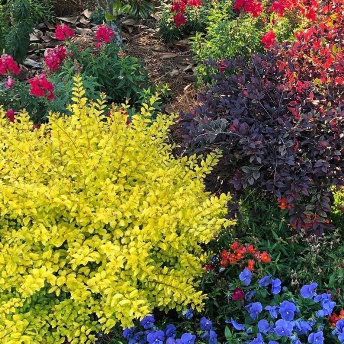 Với lá vàng rực rỡ, ánh dương đã trở thành lựa chọn hàng đầu cho cả người làm vườn dày dạn kinh nghiệm lẫn những người mới bắt đầu trồng cây cảnh.