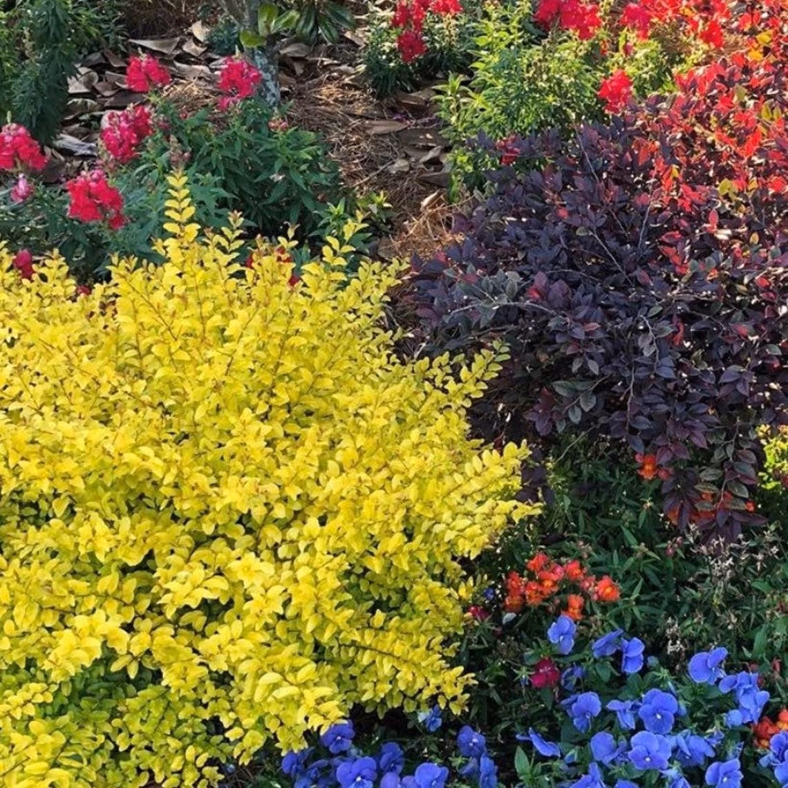 Với lá vàng rực rỡ, ánh dương đã trở thành lựa chọn hàng đầu cho cả người làm vườn dày dạn kinh nghiệm lẫn những người mới bắt đầu trồng cây cảnh.