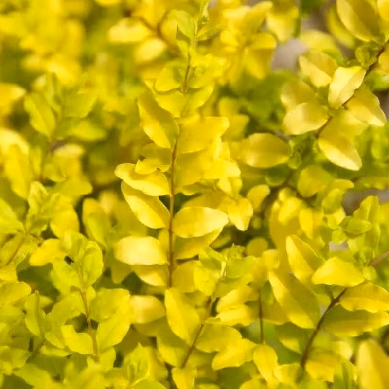 Loài cây bụi này cao khoảng 1,2 mét, rộng 1,2 mét, mọc thẳng nhưng tán lá có thể tạo hình linh hoạt, từ gọn gàng, sang trọng đến tự nhiên, nghệ thuật.