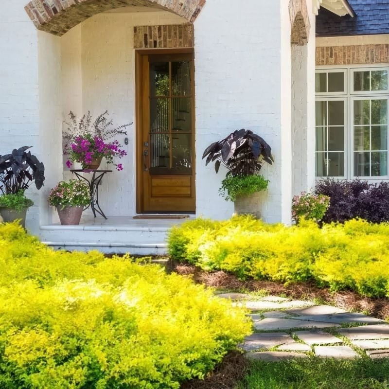 Lá vàng neon không chỉ đẹp hơn nhiều loài hoa mà còn làm nền hoàn hảo để tôn lên những cây cảnh khác trong vườn, tạo ra bảng màu sống động, nổi bật.