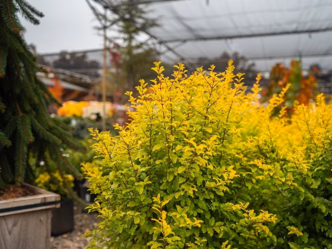 Đúng như tên gọi, Ánh dương mang đến sắc vàng neon rực rỡ, lấp lánh dưới nắng, khiến khu vườn bừng sáng như được khoác lên chiếc áo bằng ánh sáng mặt trời.