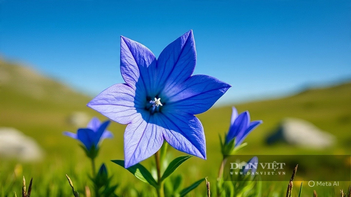  Thân dài rủ mềm, lá xanh tim – hoa rực rỡ Cây cao khoảng 20 cm, tán rộng 60 cm, lá hình tim màu xanh lục sẫm, là nền hoàn hảo cho các cụm hoa màu tím – xanh lam quyến rũ nở rộ vào tháng 5–7.