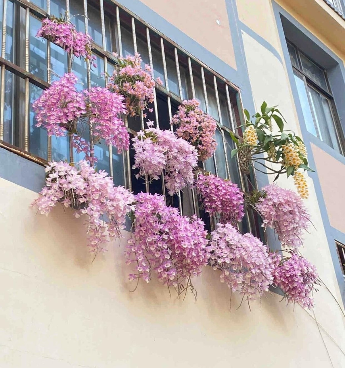 Lan hạc vĩ thuộc chi Hoàng thảo, họ Orchidaceae, có nguồn gốc từ vùng nhiệt đới châu Á. Hoa mang sắc pastel dịu dàng, khiến ai cũng say mê.