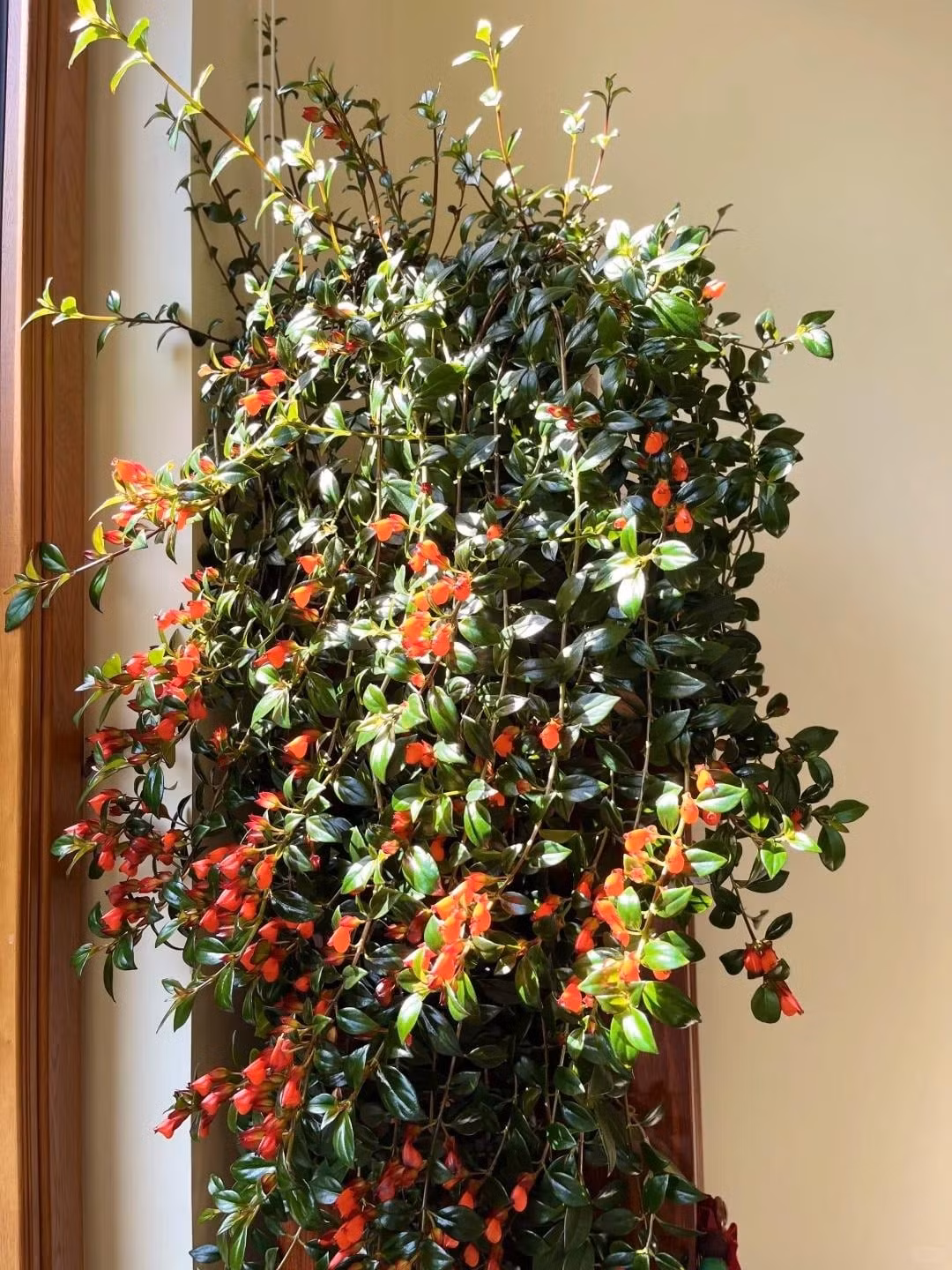 2. Cây cảnh cá vàng: Cây cá vàng nổi bật với những bông hoa vàng cam hình túi, trông như những chú cá nhỏ đang bơi lội trên cành. Hình dáng sinh động khiến cây vừa đáng yêu vừa mang ý nghĩa phong thủy tốt lành.