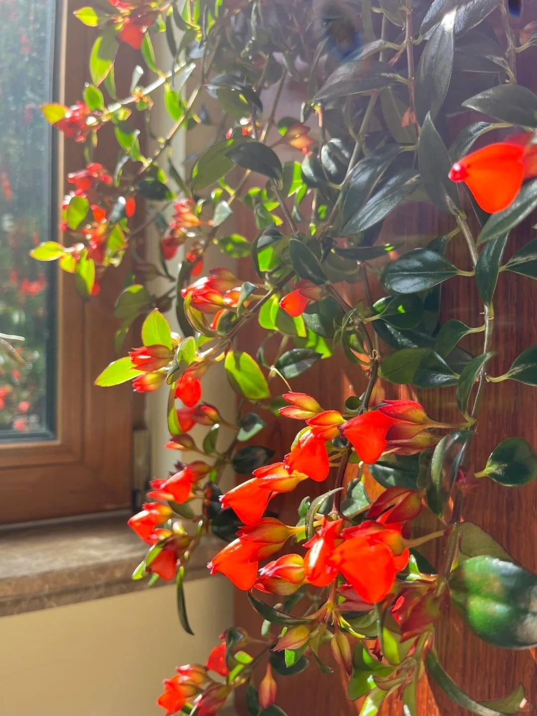 Trong phong thủy, cá vàng tượng trưng cho “hàng năm có dư”, mang lại cuộc sống sung túc, niềm vui và sự thuận lợi trong công việc. Nhiều người ví việc treo hoa cá vàng trong nhà như treo vàng bạc, của cải.