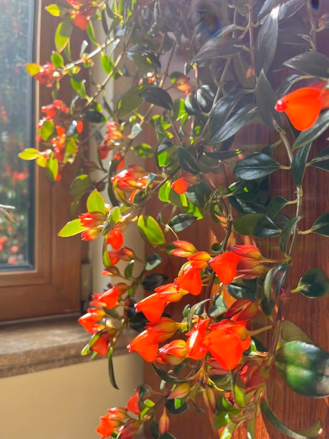 Trong phong thủy, cá vàng tượng trưng cho “hàng năm có dư”, mang lại cuộc sống sung túc, niềm vui và sự thuận lợi trong công việc. Nhiều người ví việc treo hoa cá vàng trong nhà như treo vàng bạc, của cải.