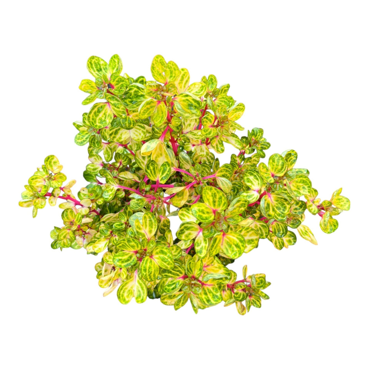 1. Cây huyết dụ vàng: Huyết dụ vàng gây ấn tượng với lá xanh lục nổi bật những đường gân vàng như vẽ tay, thân đỏ hồng rực rỡ. Hình dáng lá độc đáo khiến cây còn được gọi vui là “cây mề gà”.