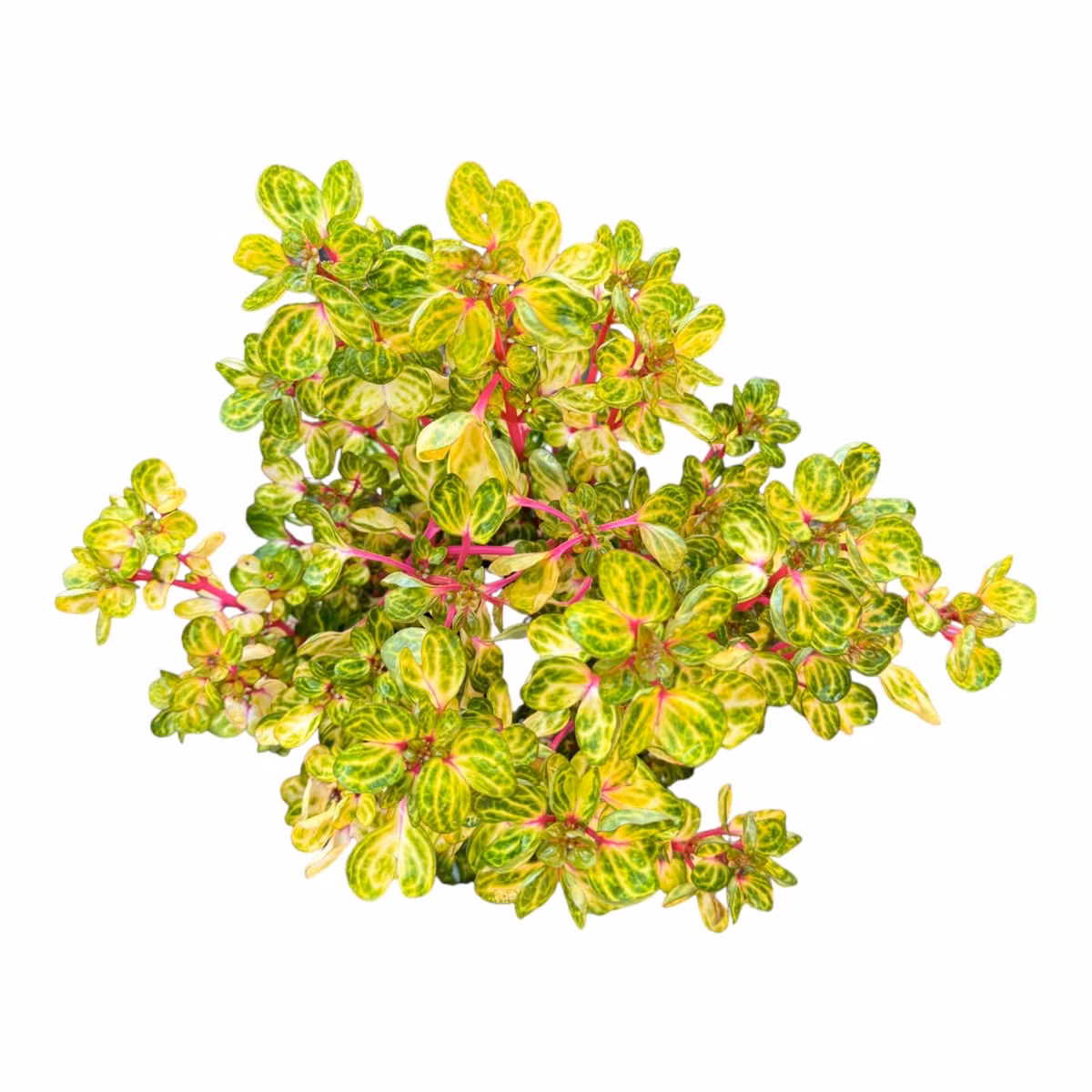 1. Cây huyết dụ vàng: Huyết dụ vàng gây ấn tượng với lá xanh lục nổi bật những đường gân vàng như vẽ tay, thân đỏ hồng rực rỡ. Hình dáng lá độc đáo khiến cây còn được gọi vui là “cây mề gà”.