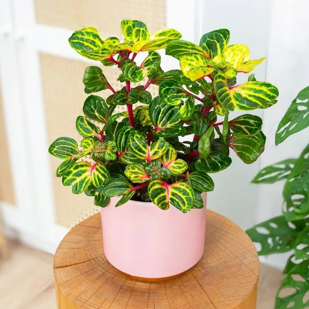 Người xưa xem đây là “hoa tài lộc”, tượng trưng cho sự tích lũy của cải bền vững. Ngoài ý nghĩa phong thủy, cây còn giúp thanh lọc không khí, mang lại môi trường sống trong lành.