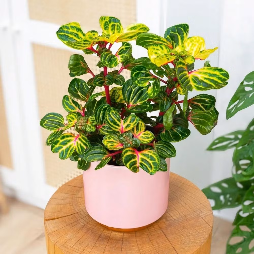 Người xưa xem đây là “hoa tài lộc”, tượng trưng cho sự tích lũy của cải bền vững. Ngoài ý nghĩa phong thủy, cây còn giúp thanh lọc không khí, mang lại môi trường sống trong lành.