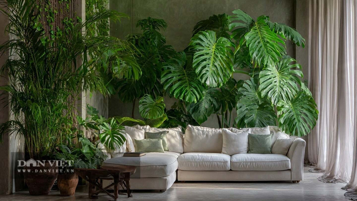 Những chiếc lá to bản, xanh đậm với các đường xẻ tự nhiên độc đáo khiến cây mang đậm hơi thở nhiệt đới. Chỉ cần một chiếc lá cũng đủ làm không gian bừng sáng.