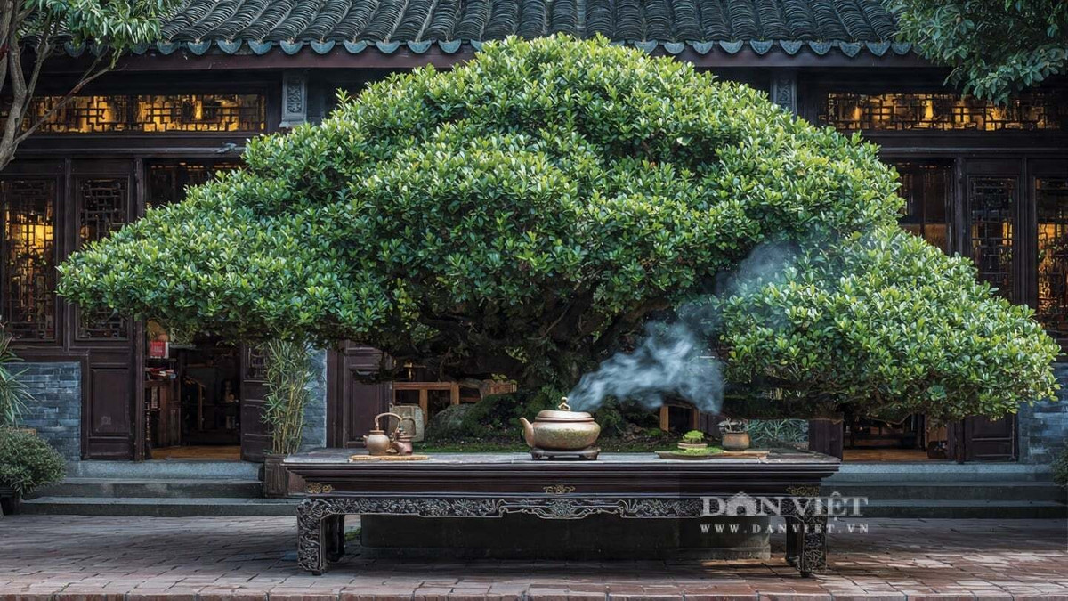 Không chỉ ý nghĩa tốt lành, tùng La Hán còn dễ chăm sóc, chịu hạn và chịu bóng tốt. Tốc độ sinh trưởng chậm nhưng tuổi thọ rất dài, giống như lời chúc cho một gia đình bền vững qua năm tháng.