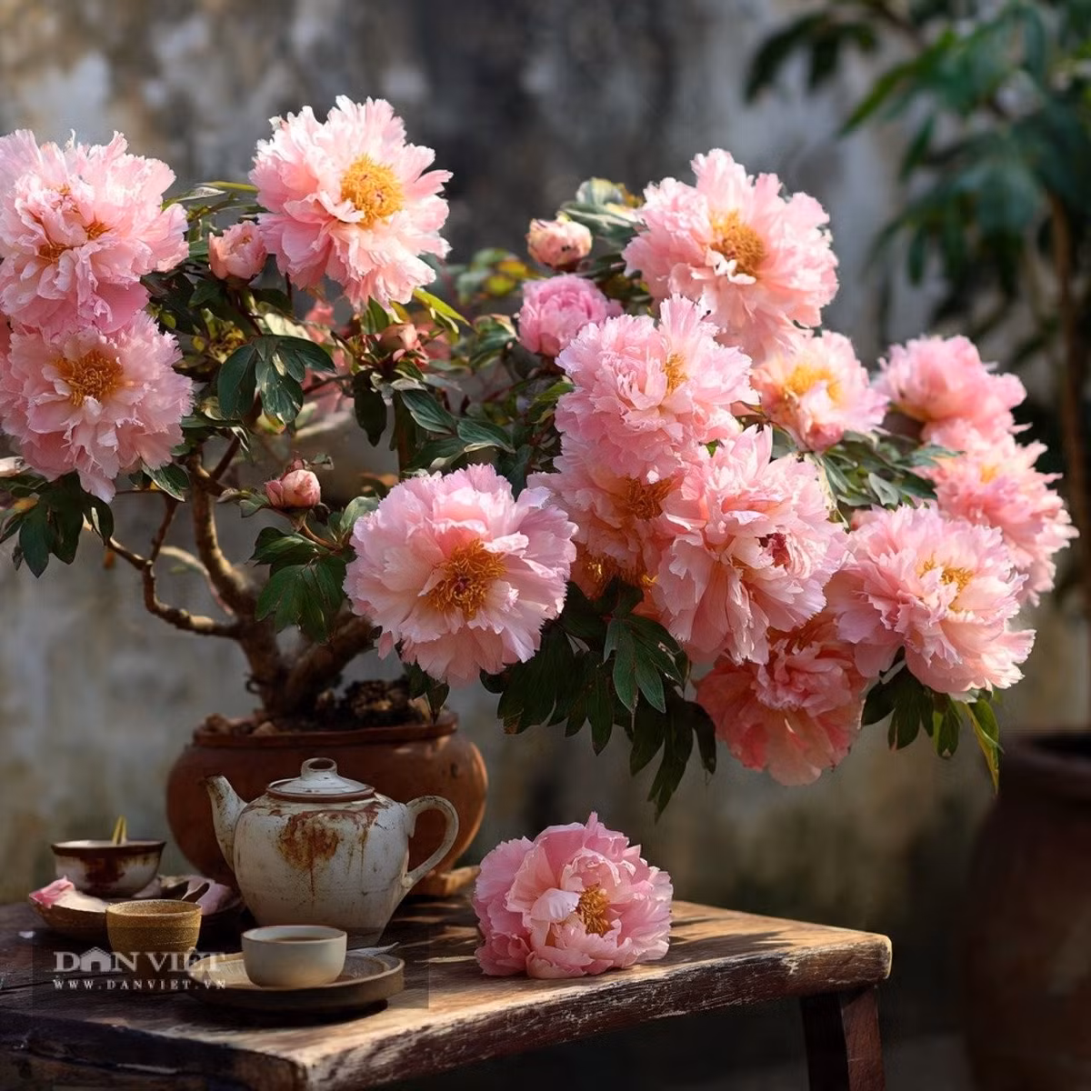 Loài cây này sống khoẻ, có thể chịu lạnh đến –10°C và phù hợp với môi trường khô ráo. Tuy nhiên, mẫu đơn rất kỵ đất đọng nước; trồng ở nơi trũng sẽ khiến rễ thối và hoa kém nở, ảnh hưởng đến giá trị thẩm mỹ.