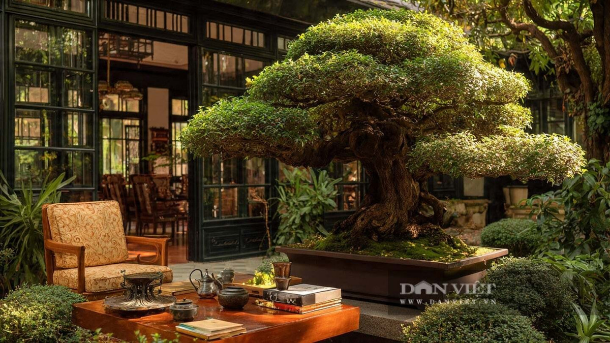 2. Hoàng Dương – Trụ cột thầm lặng của gia đình: Hoàng dương nổi bật với thân thẳng, tán lá dày xanh mướt quanh năm. Những chiếc lá nhỏ, bóng như ngọc, đan vào nhau tạo nên vẻ đẹp kín đáo mà sang trọng, khiến sân vườn thêm phần trang nhã.