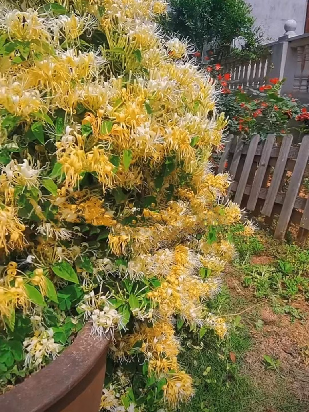 3. Kim ngân hoa – Vua giải độc, trấn an mùa hè. Kim ngân hoa có hoa trắng rồi chuyển vàng như đồng tiền, không chỉ đẹp mắt mà còn nổi tiếng với công dụng thanh nhiệt, giải độc hiệu quả.
