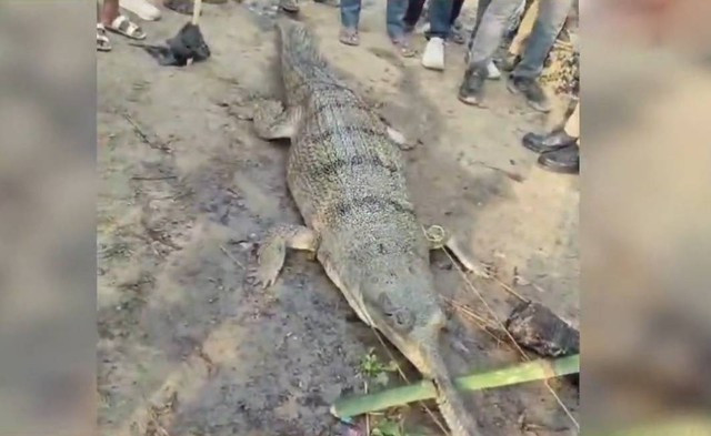 Con cá sấu bị bắt.