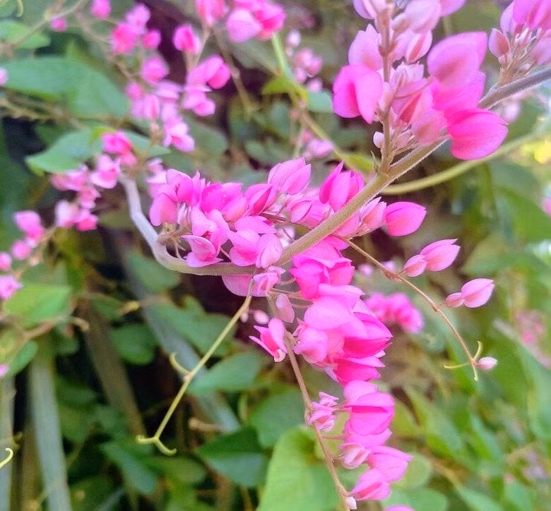 Ít ai biết rằng tigon có thể dùng làm trà thảo dược, hỗ trợ điều trị viêm, tiểu đường, huyết áp thấp và giúp tăng cường sức đề kháng tự nhiên.