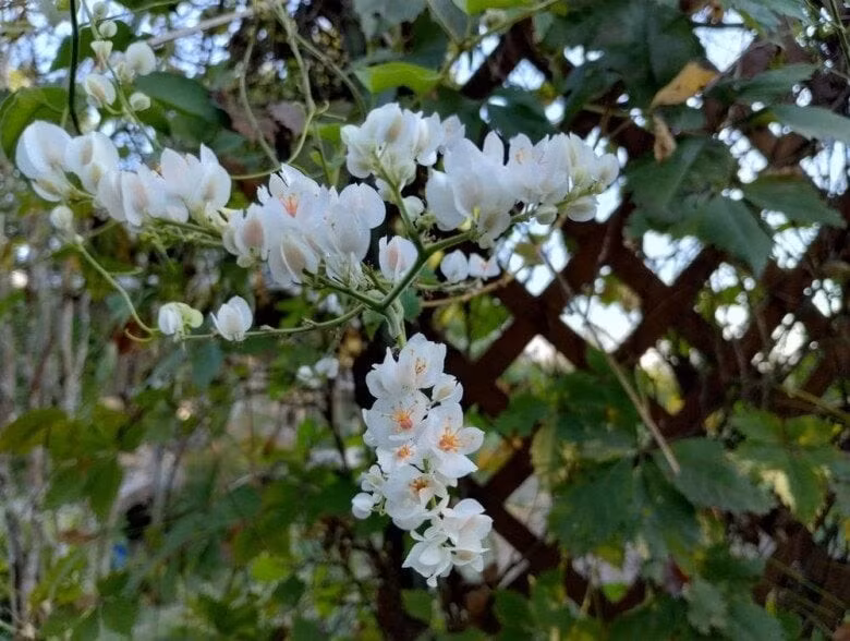 Ở Việt Nam, tigon thường bung sắc vào tháng 4–5, đúng mùa giao mùa, mang đến hơi thở mát lành và khung cảnh thơ mộng cho vườn nhà.