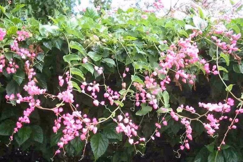 Theo phong thủy, tuổi Hợi mệnh Kim trồng tigon trắng sẽ dễ gặp nhân duyên đẹp, tình cảm viên mãn và có thêm năng lượng tích cực trong cuộc sống.