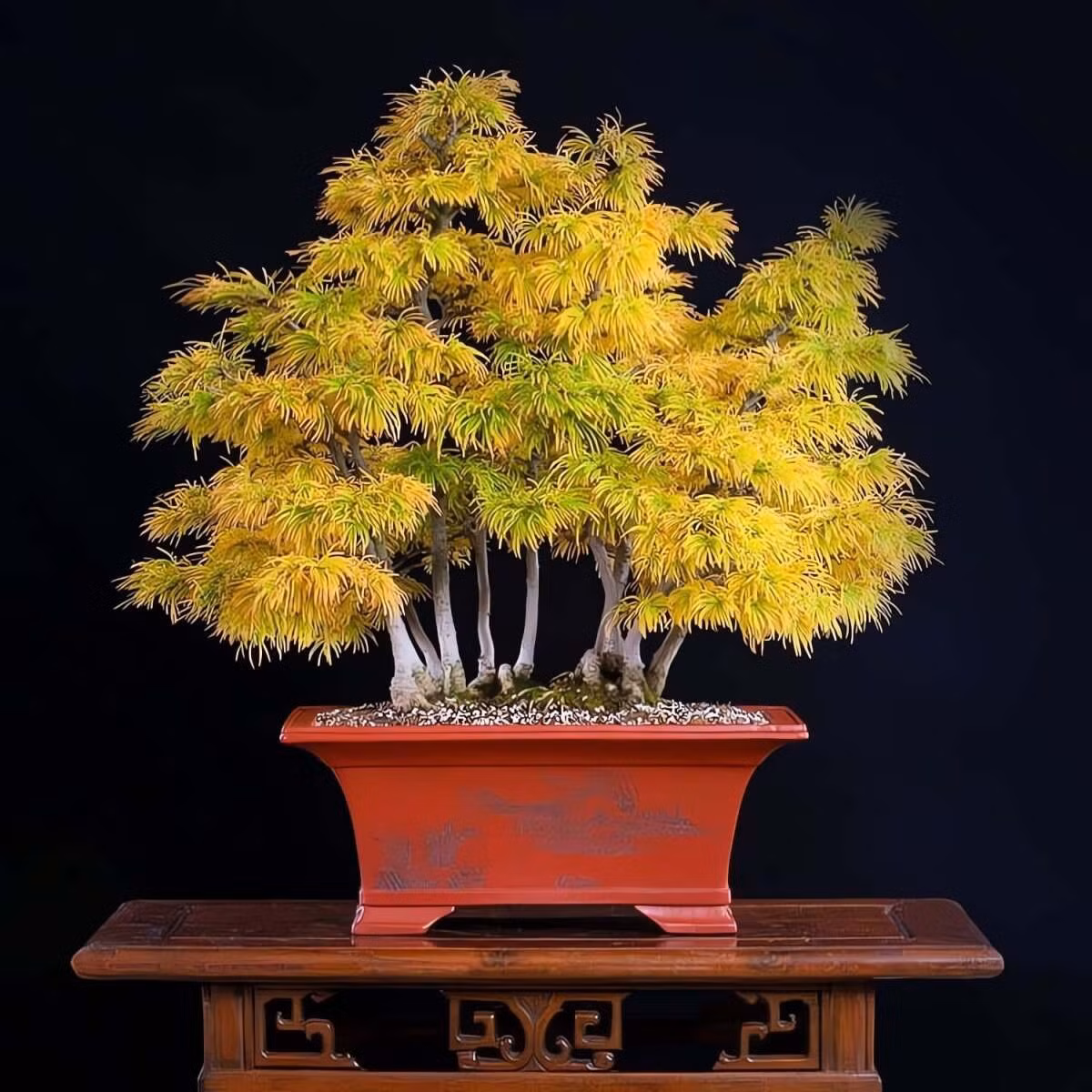 Tên gọi “kim tiền” gợi liên tưởng đến tiền vàng, tượng trưng cho giàu sang và tích lũy tài lộc. Dáng cây thẳng, cân đối còn thể hiện ý chí kiên cường, bền vững – rất hợp trồng trước nhà hoặc làm bonsai phong thủy.