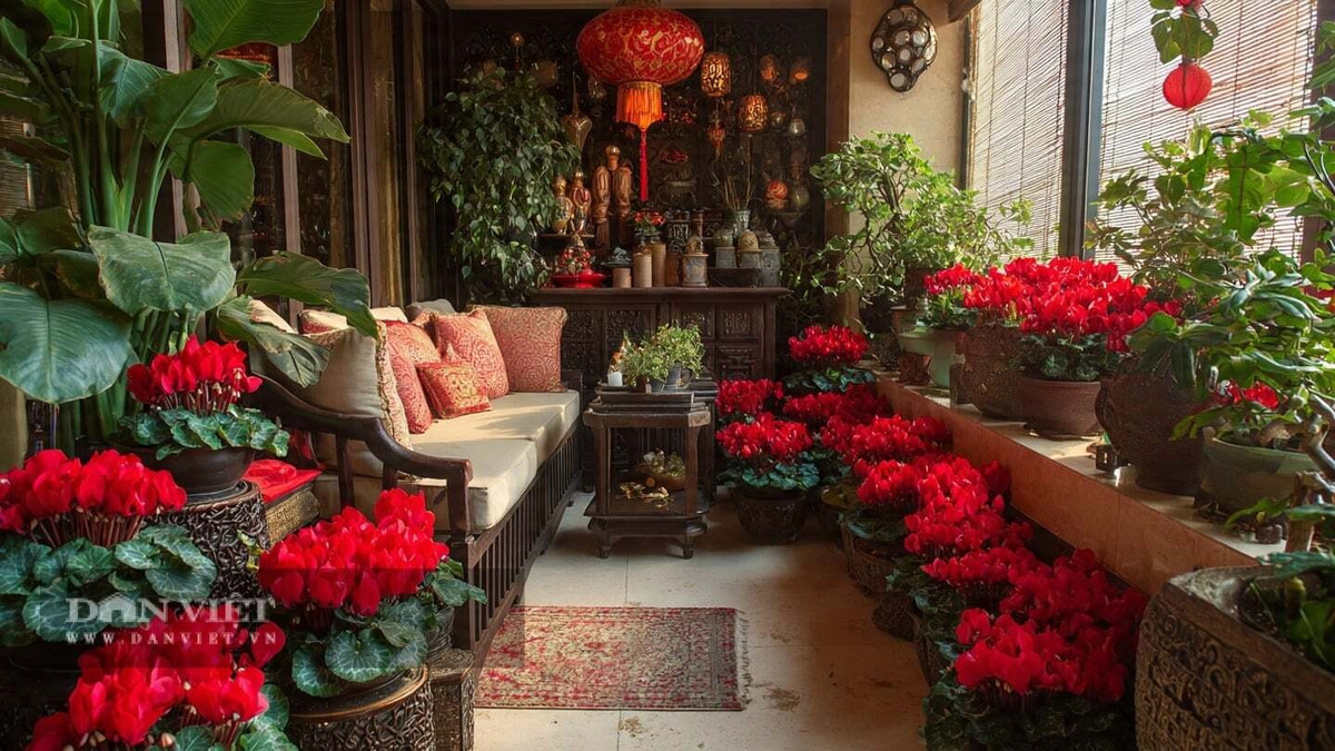 Cây cảnh dễ chăm sóc