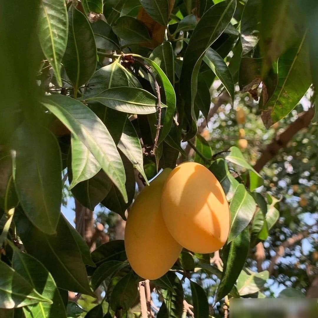 Nhìn bề ngoài giống xoài mini hay “xoài sơn tra”, thanh trà có phần thịt mềm, mọng nước và hạt màu tím lạ mắt. Ăn cả vỏ lẫn ruột đem lại hương vị vừa thơm vừa sảng khoái – một trải nghiệm mà ai cũng dễ “ghiền”.