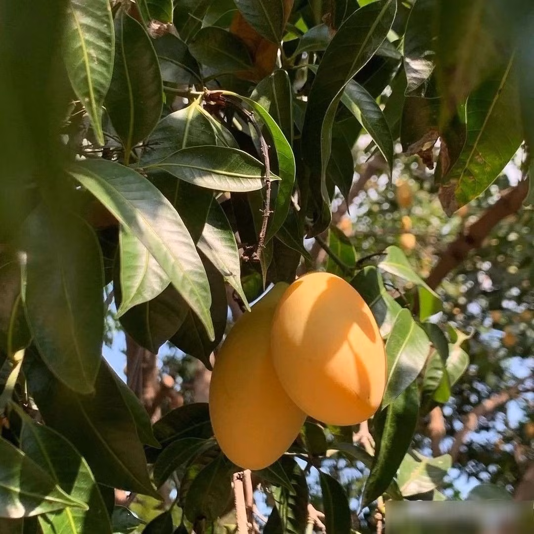 Nhìn bề ngoài giống xoài mini hay “xoài sơn tra”, thanh trà có phần thịt mềm, mọng nước và hạt màu tím lạ mắt. Ăn cả vỏ lẫn ruột đem lại hương vị vừa thơm vừa sảng khoái – một trải nghiệm mà ai cũng dễ “ghiền”.