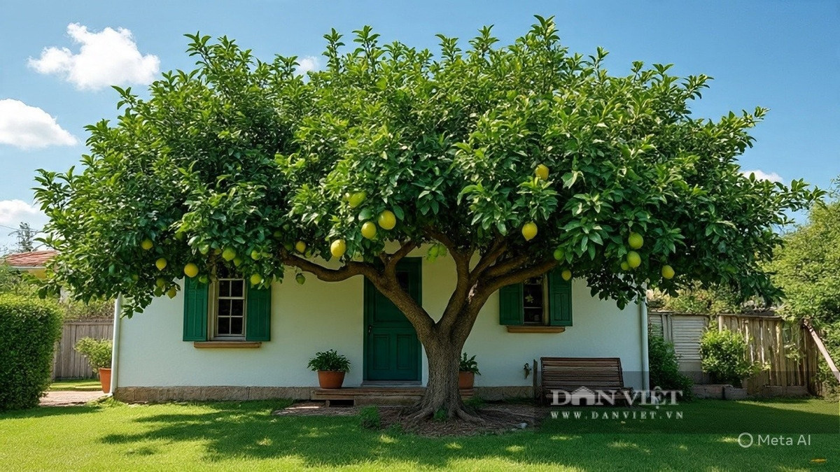 View - Trồng cây chanh trong nhà đúng vị trí hút lộc, tài lộc ùn ùn đến | Báo Tri thức và Cuộc sống - TIN TỨC PHỔ BIẾN KIẾN THỨC 24H