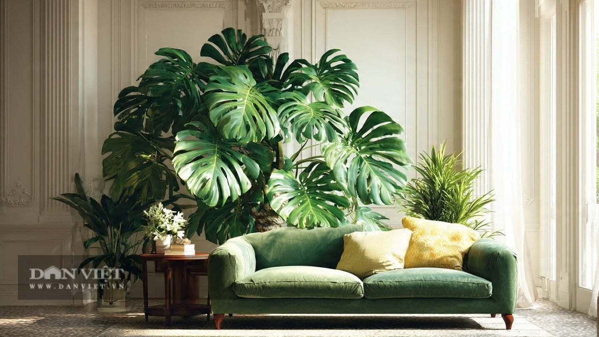 Lá trưởng thành có thể rộng tới 50cm, nứt như được chạm khắc nghệ thuật. Đặt một chậu ở góc phòng khách, phong cách ngôi nhà lập tức được nâng tầm.