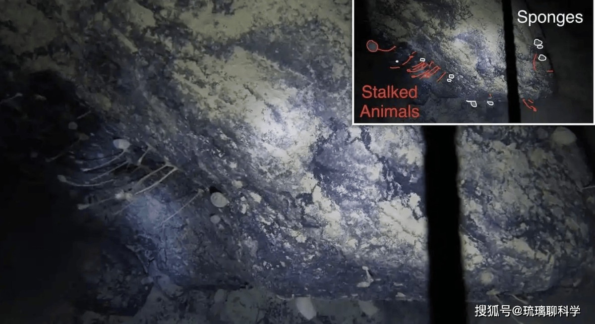 Vi khuẩn cổ ở Nam Cực có khả năng tồn tại trong điều kiện cực lạnh -60°C và bóng tối vĩnh viễn, với một số loài sử dụng khí mê-tan làm năng lượng.(Ảnh: Thanh niên Việt)