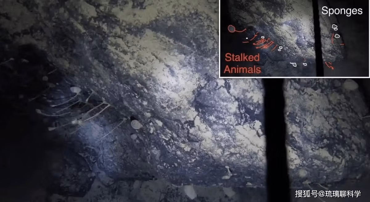 Vi khuẩn cổ ở Nam Cực có khả năng tồn tại trong điều kiện cực lạnh -60°C và bóng tối vĩnh viễn, với một số loài sử dụng khí mê-tan làm năng lượng.(Ảnh: Thanh niên Việt)