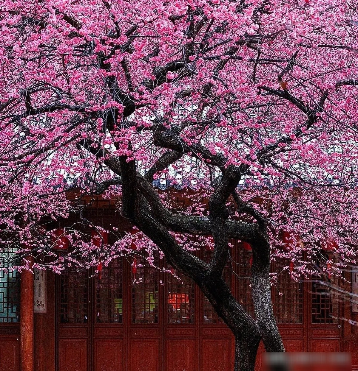 Loài cây này nở hoa giữa mùa đông lạnh giá, tượng trưng cho khí chất thanh cao, bất khuất – rất hợp với người có chí hướng và bản lĩnh vươn lên. Cây mơ mai còn là biểu tượng phong thủy của "thuận buồm xuôi gió", giúp sự nghiệp hanh thông, gia đạo êm ấm, con cháu hiếu thuận, thành đạt.