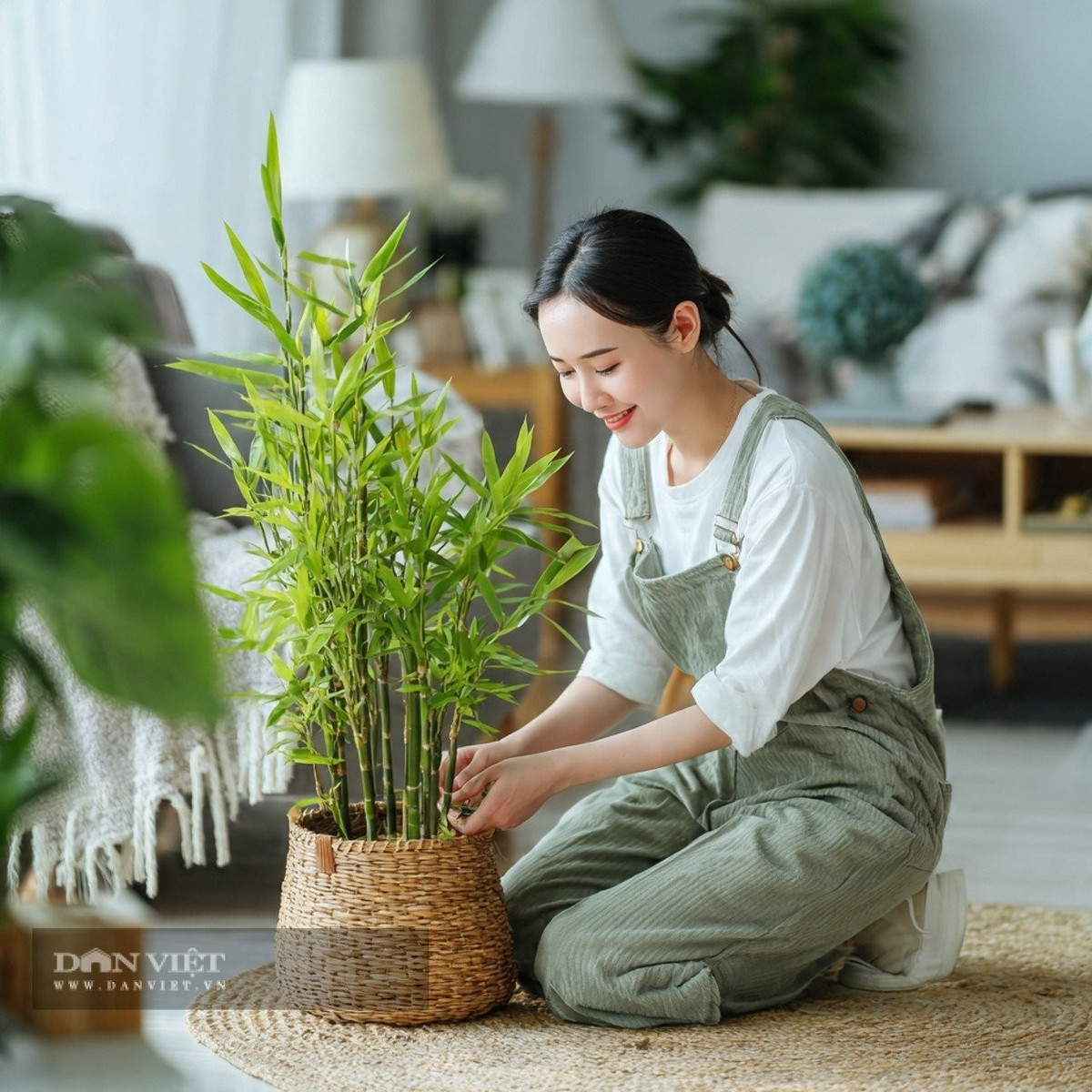 2. Cây phát tài phát lộc – “thần hộ mệnh” trước cửa nhà: Cây phát tài phát lộc là loại cây cảnh phong thủy quen thuộc nhưng luôn nằm trong “top được trồng nhiều nhất”. Theo quan niệm dân gian, trồng cây này trước hoặc sau nhà giúp xua tà, giữ bình an và mang phúc lộc cho gia chủ.