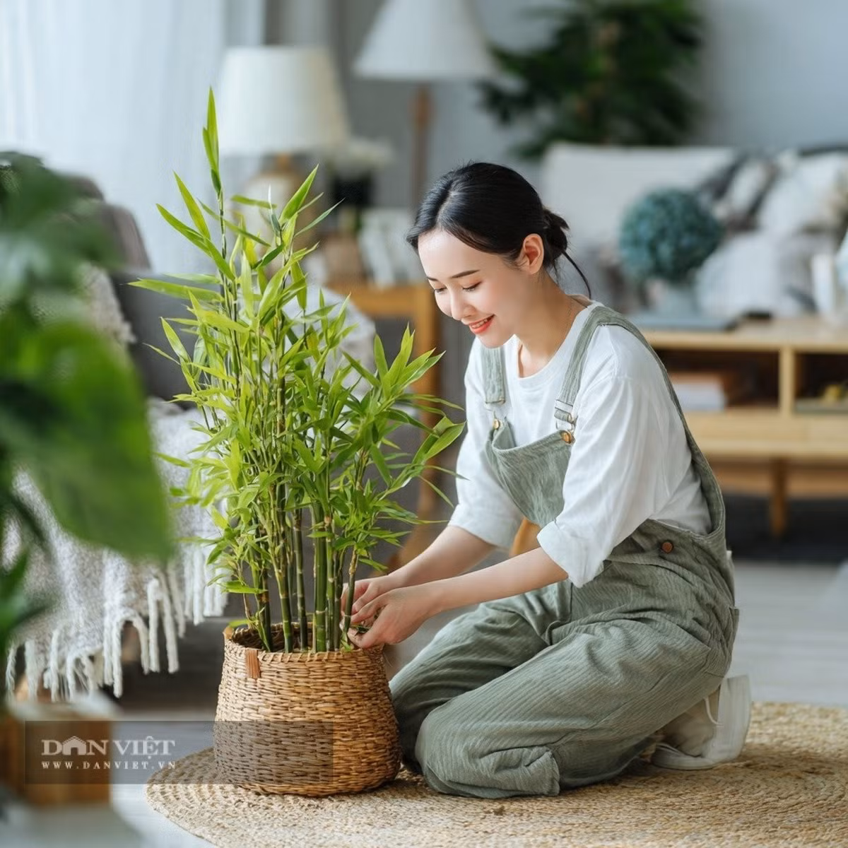 2. Cây phát tài phát lộc – “thần hộ mệnh” trước cửa nhà: Cây phát tài phát lộc là loại cây cảnh phong thủy quen thuộc nhưng luôn nằm trong “top được trồng nhiều nhất”. Theo quan niệm dân gian, trồng cây này trước hoặc sau nhà giúp xua tà, giữ bình an và mang phúc lộc cho gia chủ.