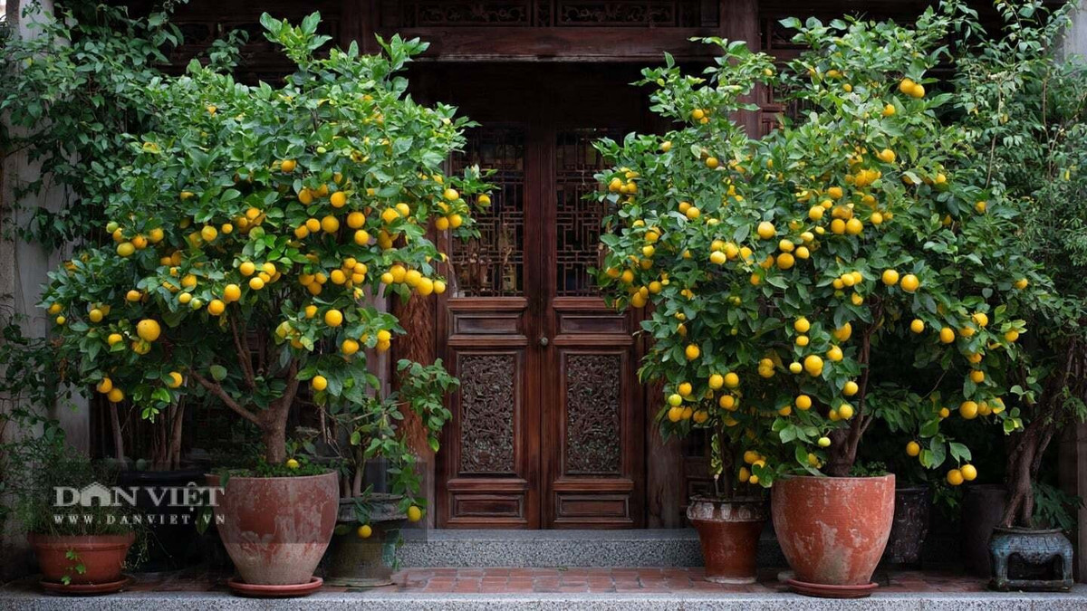 1. Cây Quất – Biểu tượng sung túc và may mắn: Cây quất với những quả vàng óng trĩu trịt từ lâu đã là biểu tượng của sự sung túc, đủ đầy. Hai màu vàng – đỏ trên chậu quất luôn được người xưa coi là màu của tài lộc và thịnh vượng, vì thế quất trở thành loại cây không thể thiếu mỗi dịp Tết.