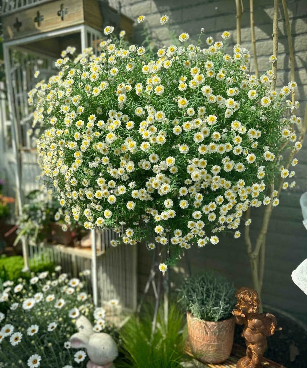 Hương thơm tự nhiên của cúc giúp thư giãn mắt, giảm mỏi thị lực và có đặc tính kháng khuẩn nhẹ. Hoa cúc còn có thể phơi khô pha trà, tốt cho gan, mắt và giúp giải nhiệt.