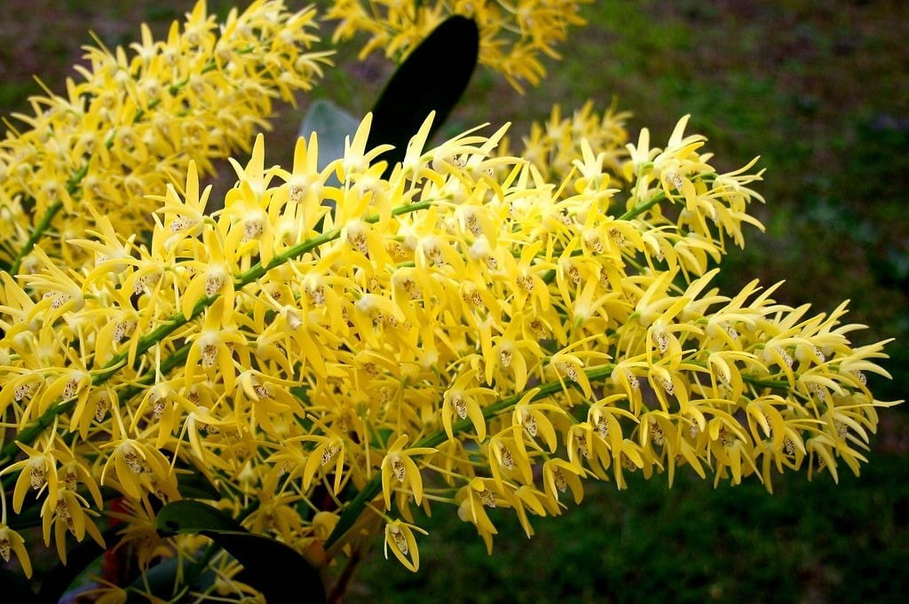 4. Lan hoàng thảo – Dược thảo dưỡng âm thanh nhã. Dendrobium (lan hoàng thảo) là loại cây quý trong Đông y, có hình dáng thanh thoát, hoa đẹp như lan, mang lại vẻ yên tĩnh, thư thái cho không gian.