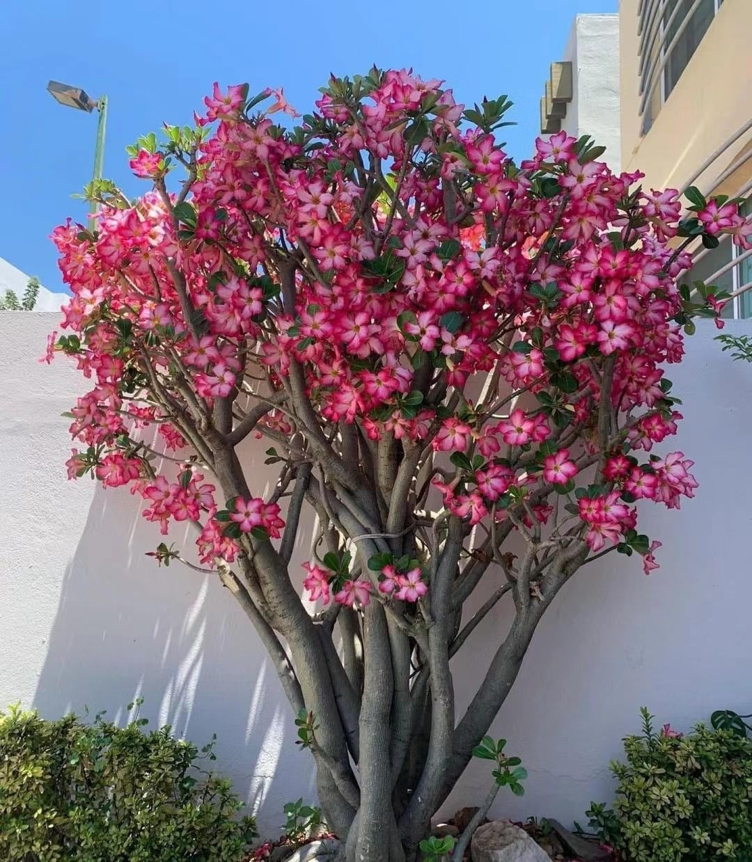 Cây tượng trưng cho may mắn, hồng phúc và sự sung túc. Theo quan niệm Á Đông, thân cây càng mọng càng biểu trưng cho tài lộc dồi dào, còn tuổi thọ cây cao giúp nó trở thành món “bảo vật gia truyền” truyền đời.