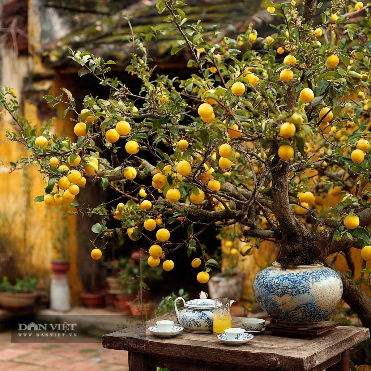 Người xưa tin rằng trồng mơ trong sân chỉ mang lại thịnh vượng cho cây mơ chứ không phải cho chính người trồng.