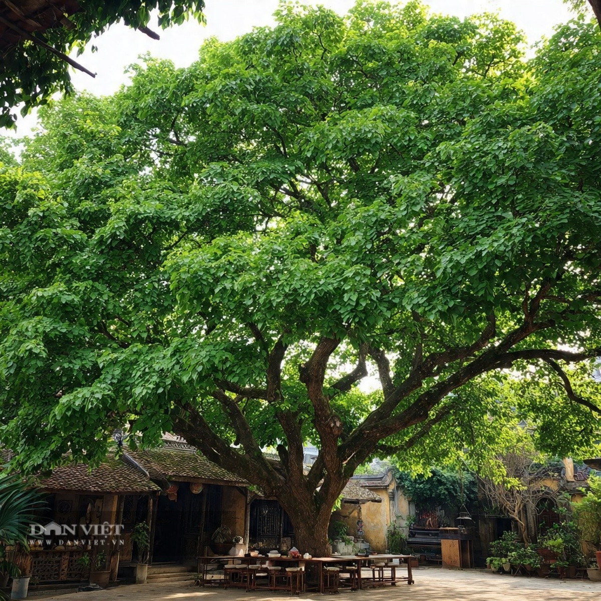 Người xưa cho rằng, khi con người và cây cối sống hòa hợp thì đây chính là phong thủy tốt nhất.