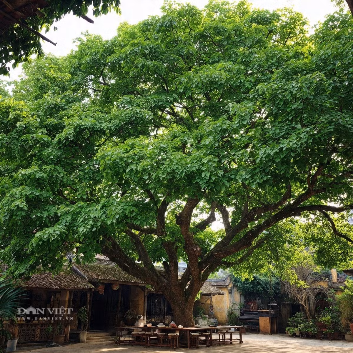 Người xưa cho rằng, khi con người và cây cối sống hòa hợp thì đây chính là phong thủy tốt nhất.