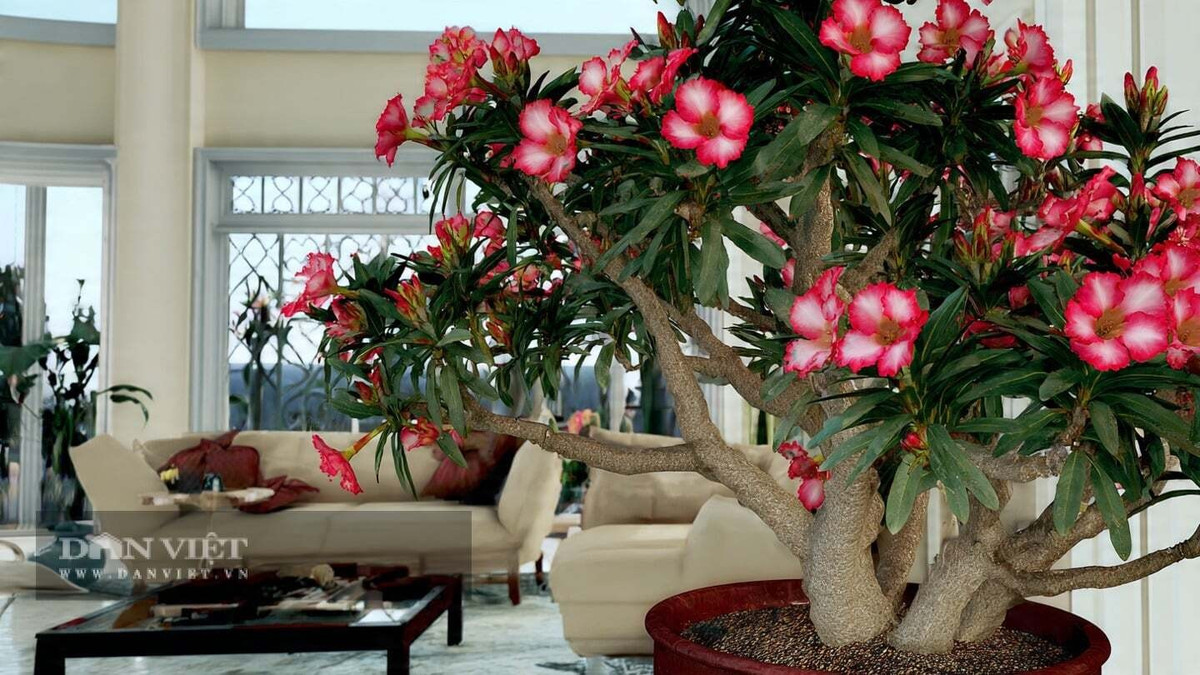 Cách chăm chỉ gói gọn trong ba chữ: nắng – khô – lười. Đặt cây nơi nhiều nắng, chỉ tưới khi đất hoàn toàn khô và bón phân lân – kali mỗi mùa xuân, mùa thu. Càng lớn, thân cây càng phình đẹp, giá trị càng tăng.