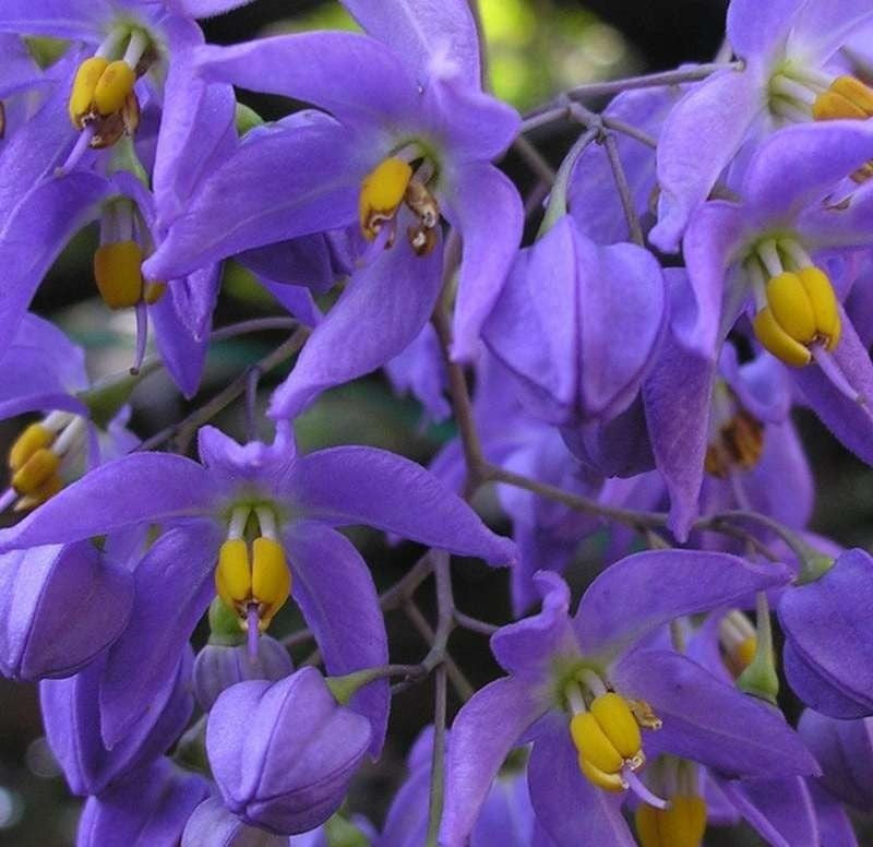 Tên khoa học “Solanum” gắn với ý nghĩa chữa lành – do từng được dùng trong các bài thuốc dân gian chữa bệnh ngoài da.