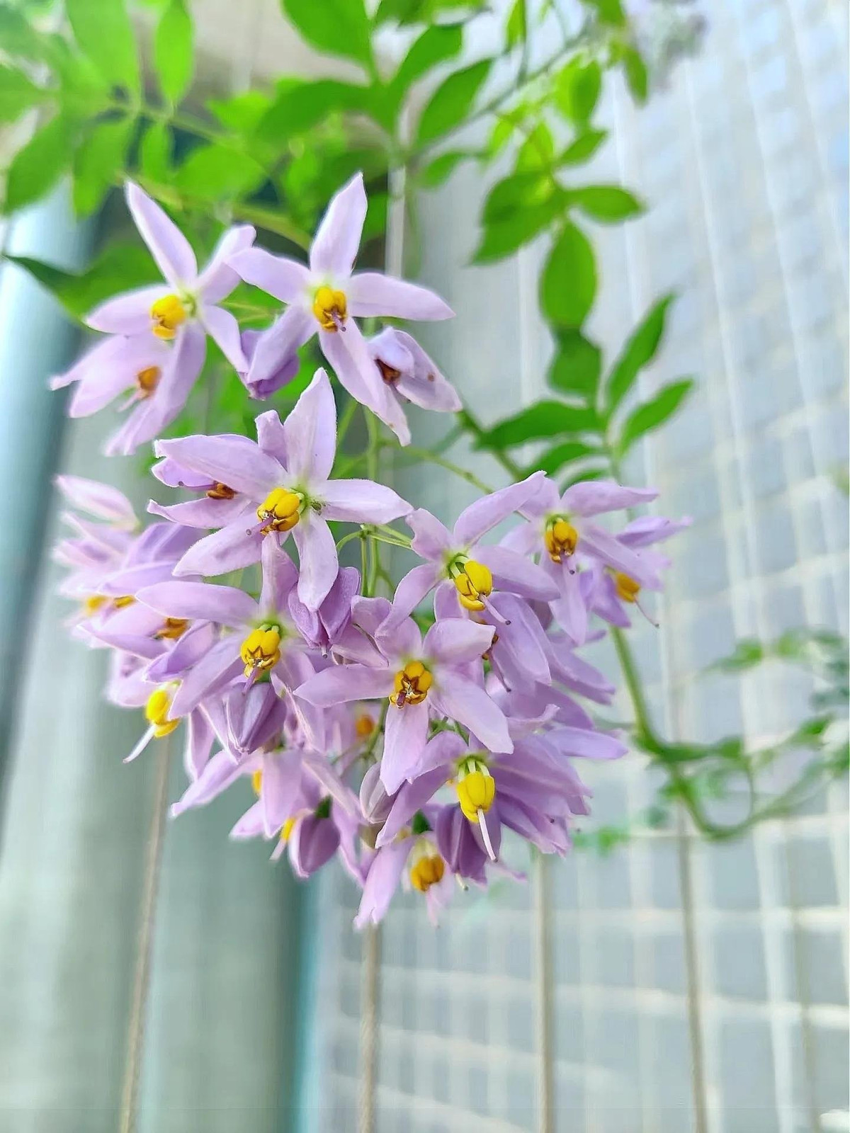 Tiêu nương gần như không cần lo sâu bệnh, ít tốn công chăm, chỉ cần ánh sáng và một chút nước là rực rỡ cả mùa.