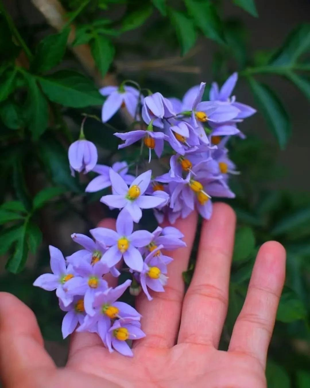 Trong phong thủy, hoa tiêu nương tượng trưng cho tình yêu vĩnh cửu, sự chữa lành, hòa hợp và thu hút năng lượng tích cực vào nhà.