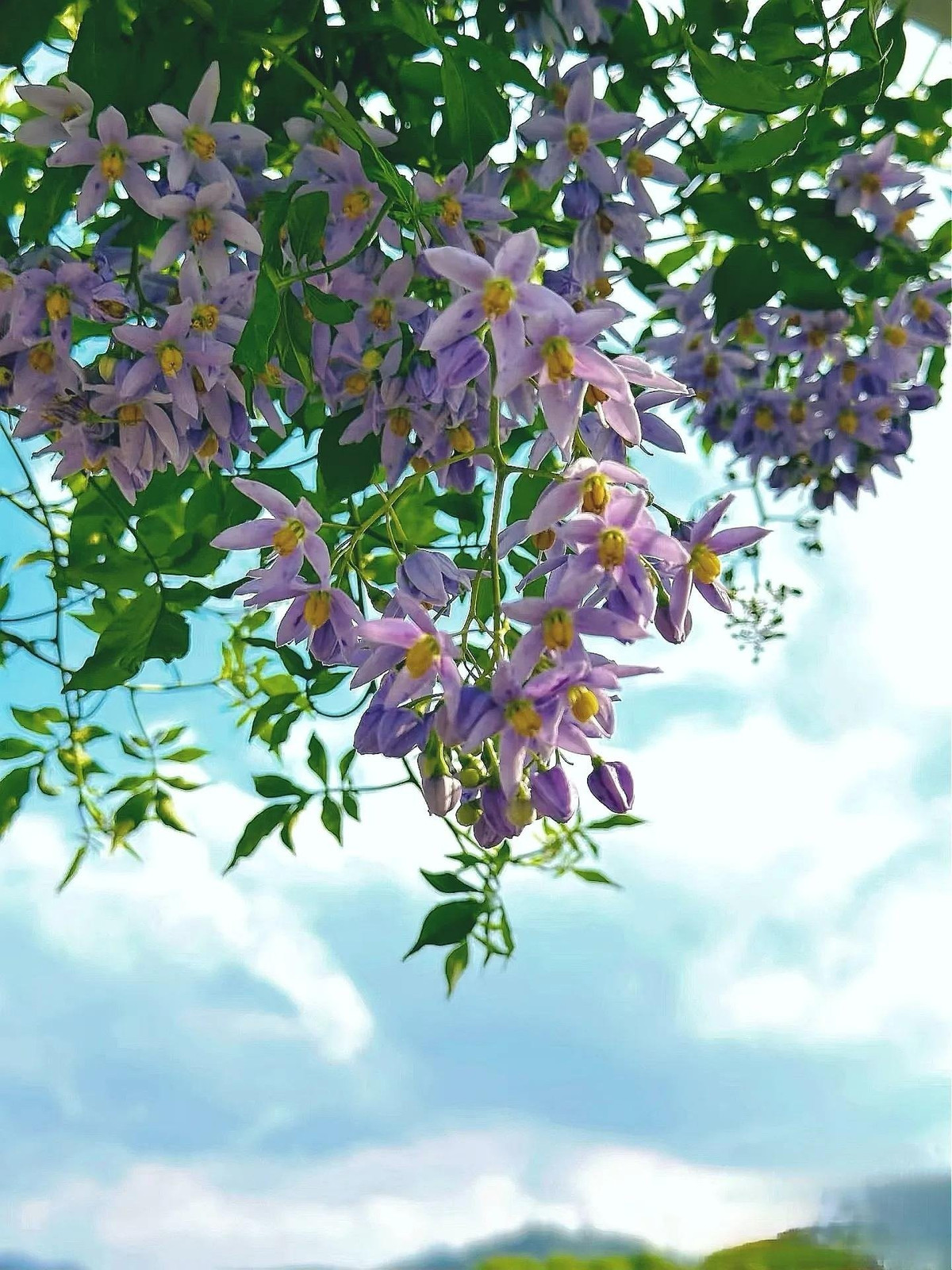 Nhiều người yêu cây cảnh không thể rời mắt trước thác hoa xanh tím lãng mạn của tử đằng. Nhưng để có bức tường hoa ấy, bạn phải chờ… cả chục năm.