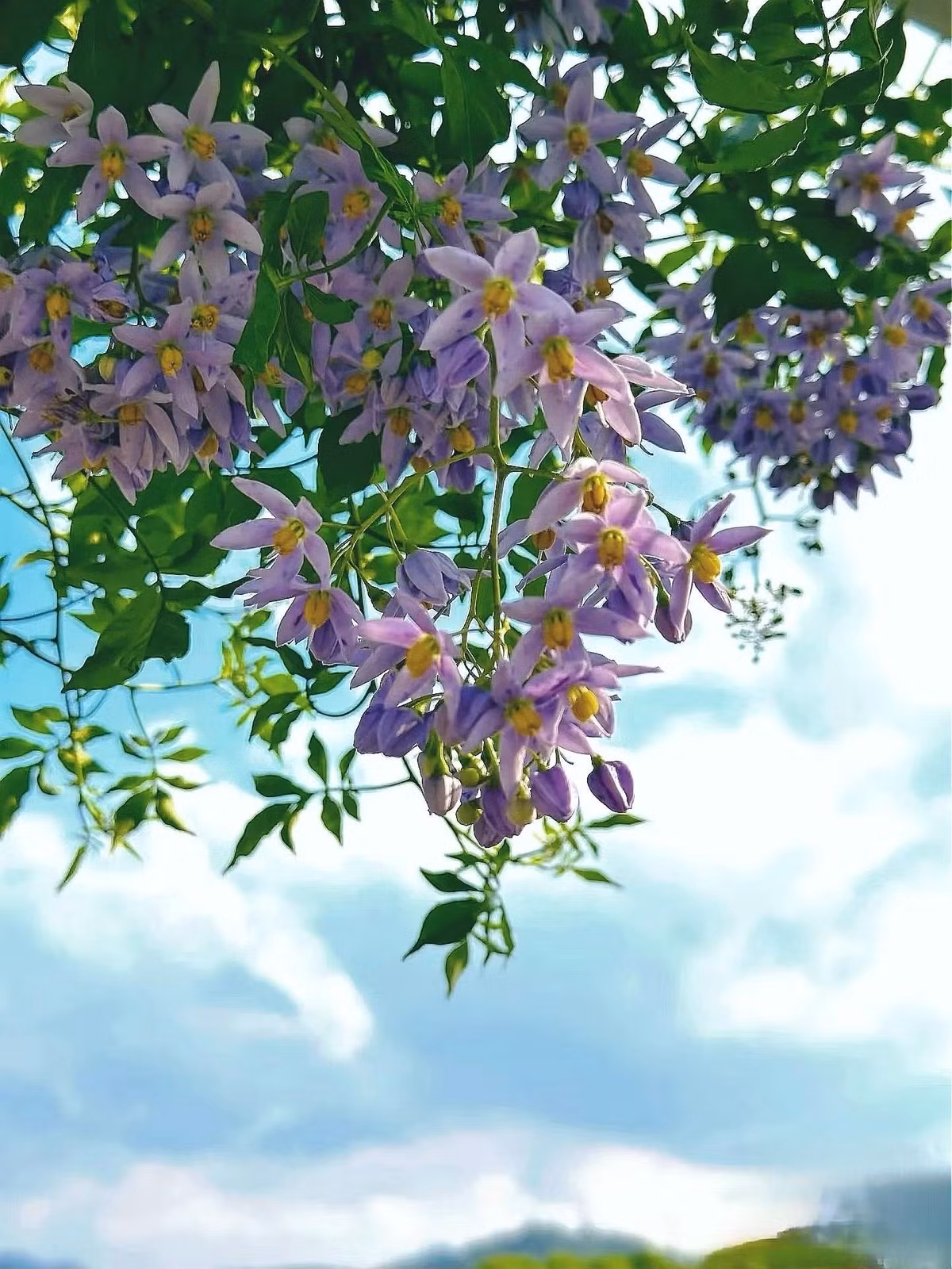 Nhiều người yêu cây cảnh không thể rời mắt trước thác hoa xanh tím lãng mạn của tử đằng. Nhưng để có bức tường hoa ấy, bạn phải chờ… cả chục năm.