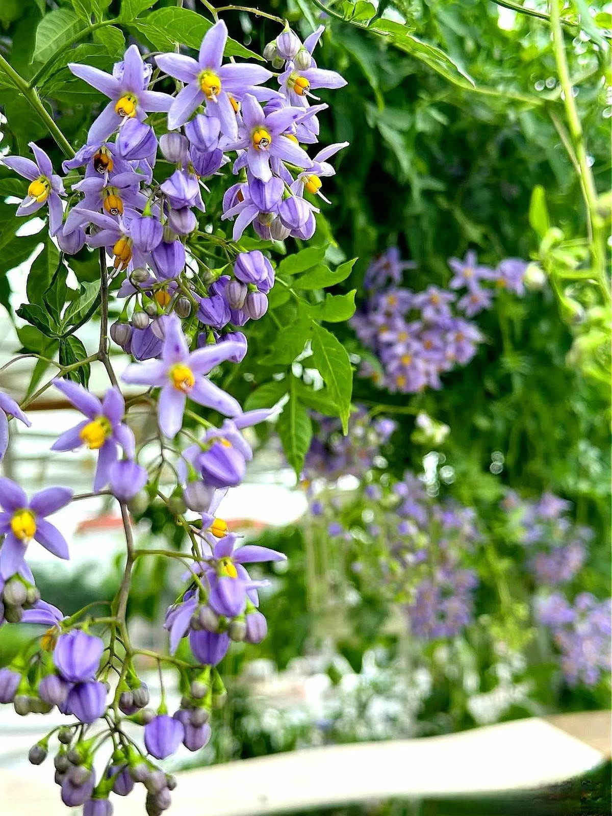 Từ xuân đến cuối thu, kéo rèm ban công, trước mắt là thác sao xanh rung rinh trong gió – một khung cảnh khiến ai cũng ngẩn ngơ.